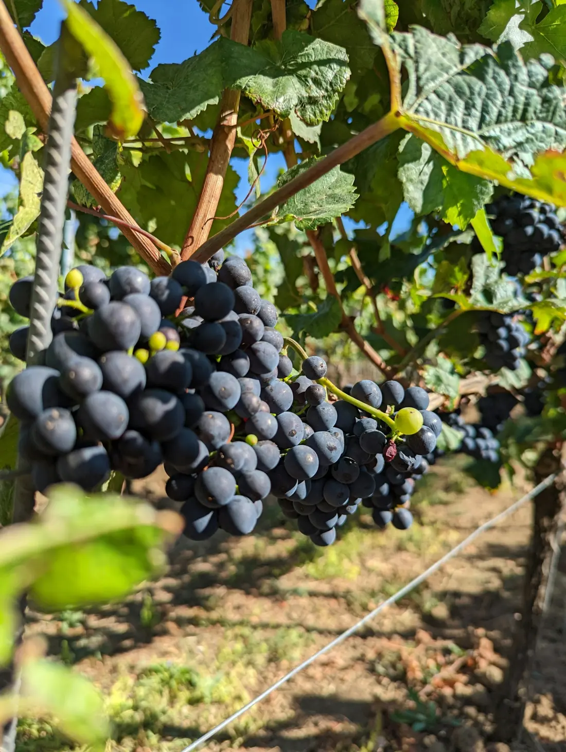 Fête le Vin & Vinexpo — Bordeaux